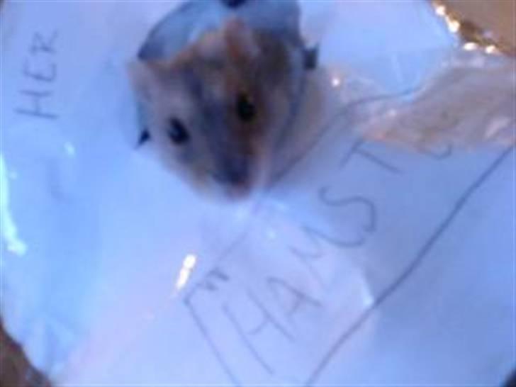 Dværghamster Tot - havde lavet et lille hus til ham ud af papir..:D <3 billede 5