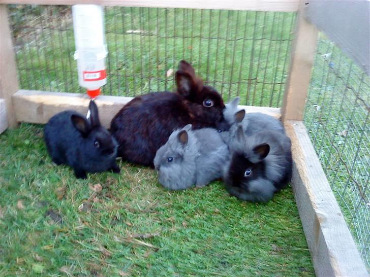 Kanin Soeky - Soeky med alle ungerne:D Foto: Mig billede 8
