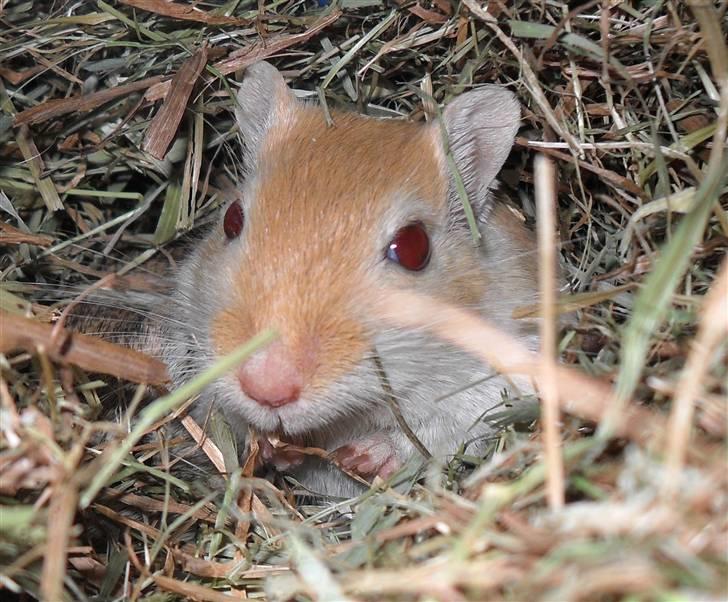 Ørkenrotte Vendago billede 1