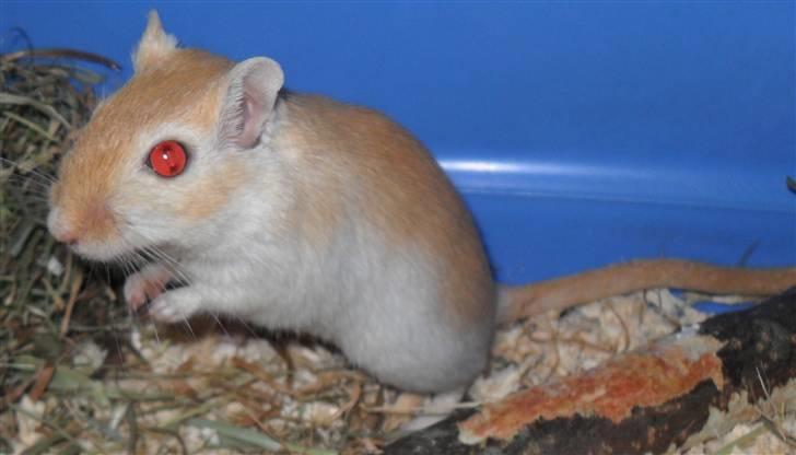 Ørkenrotte Vendago billede 2