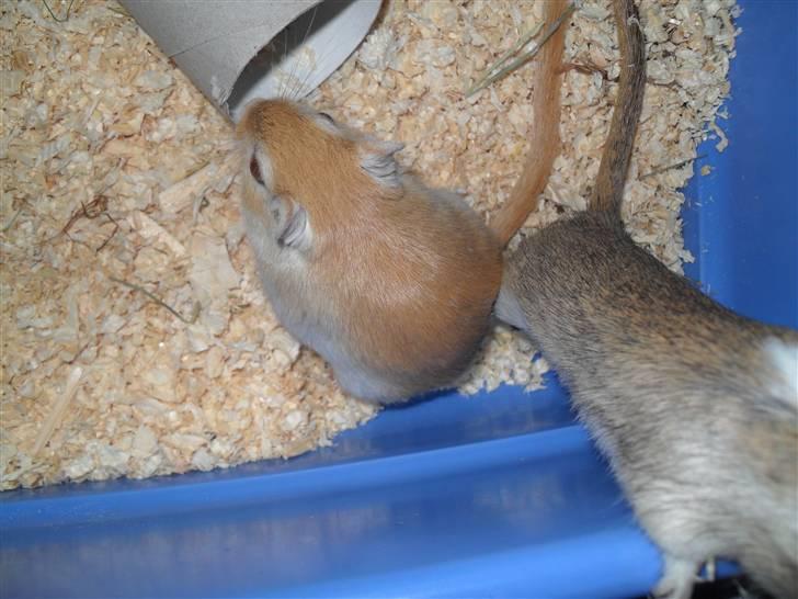 Ørkenrotte Vendago billede 3