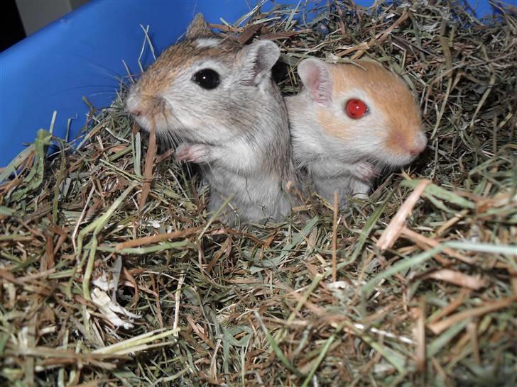 Ørkenrotte Vendago billede 4