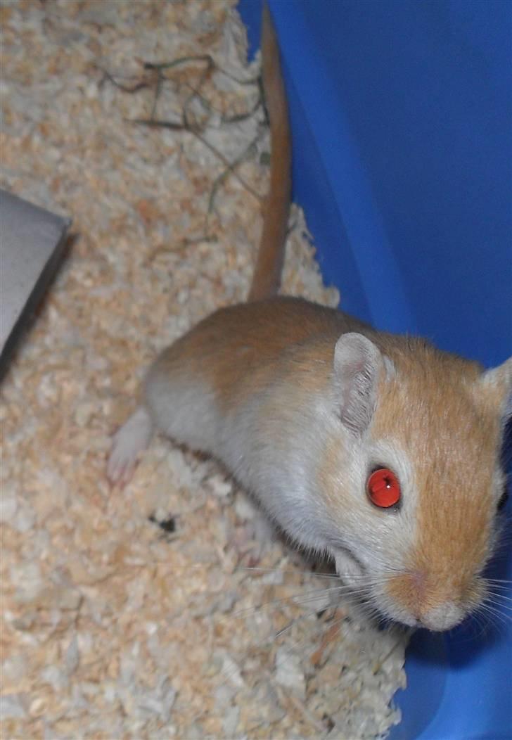 Ørkenrotte Vendago billede 5