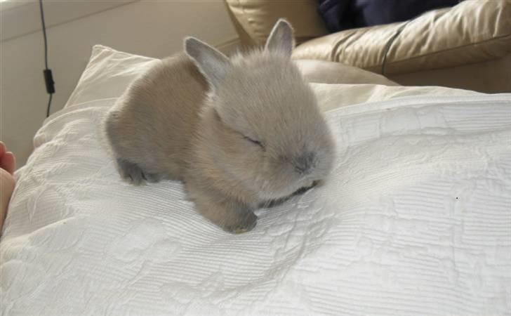 Kanin Hoppserne's Toffie billede 5