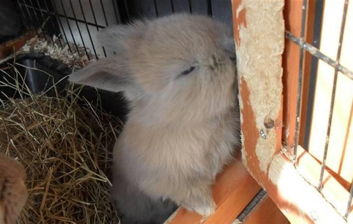 Kanin Hoppserne's Toffie billede 7