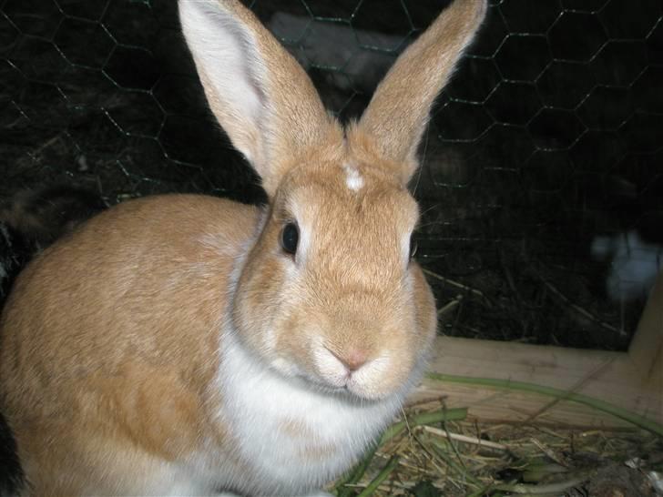 Kanin Noname<3*SAVNET* billede 11