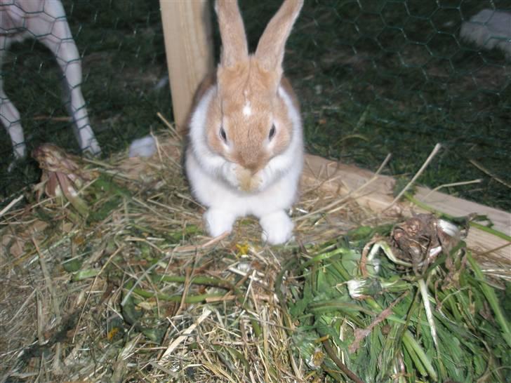 Kanin Noname<3*SAVNET* billede 12