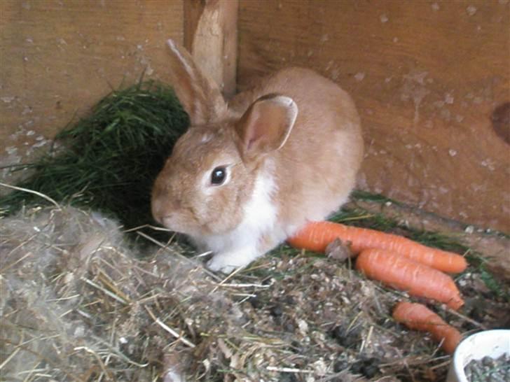 Kanin Noname<3*SAVNET* billede 14