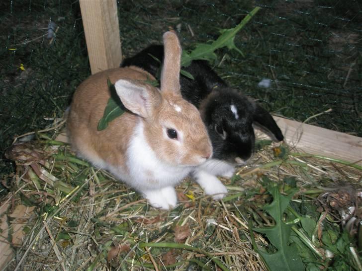 Kanin Noname<3*SAVNET* billede 15