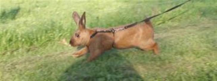 Kanin Beders Esra billede 2