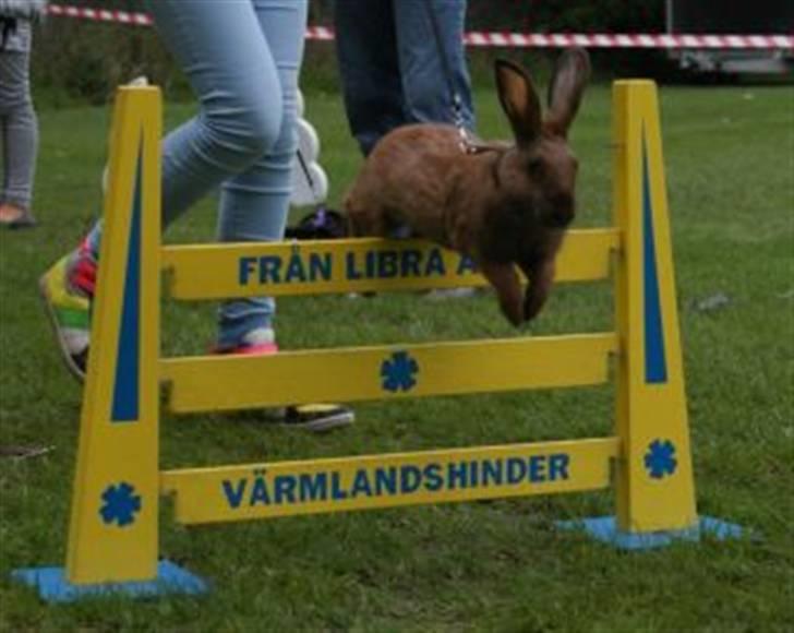 Kanin Beders Esra billede 3