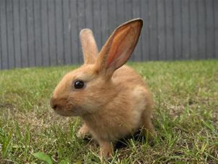 Kanin Beders Esra - Jeg tror hun er 6 uger her. billede 4