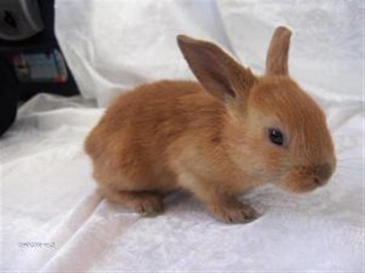 Kanin Beders Esra - Baby Esra :P billede 5