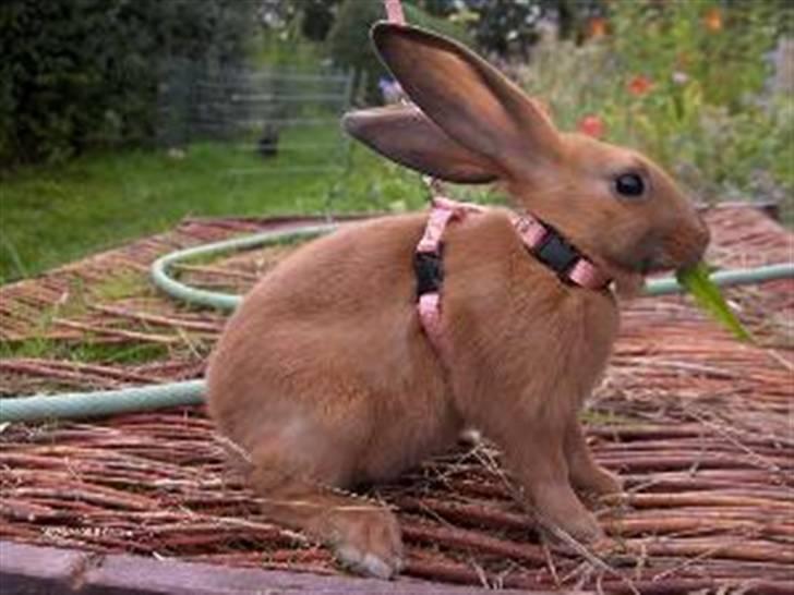 Kanin Beders Esra - 8 uger. billede 6