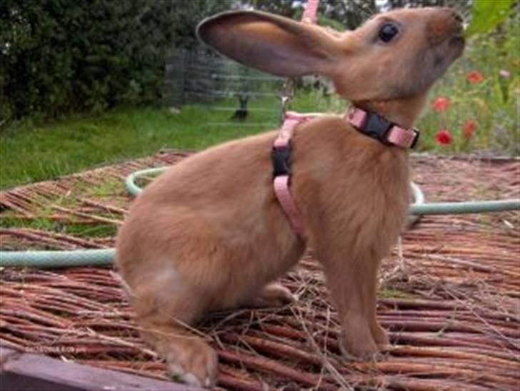 Kanin Beders Esra - 8 uger. billede 7