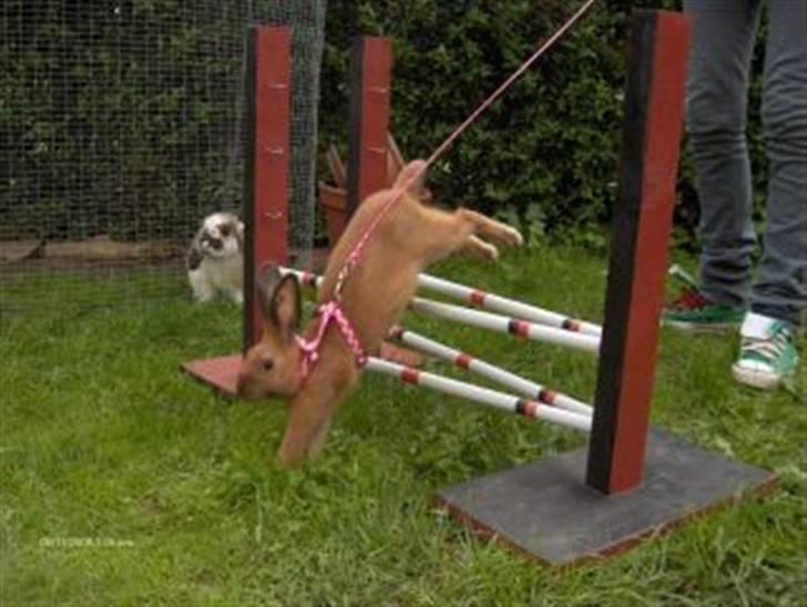 Kanin Beders Esra - Esra hoptrænes :) billede 8