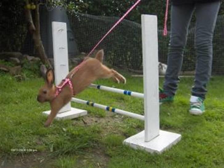 Kanin Beders Esra billede 9