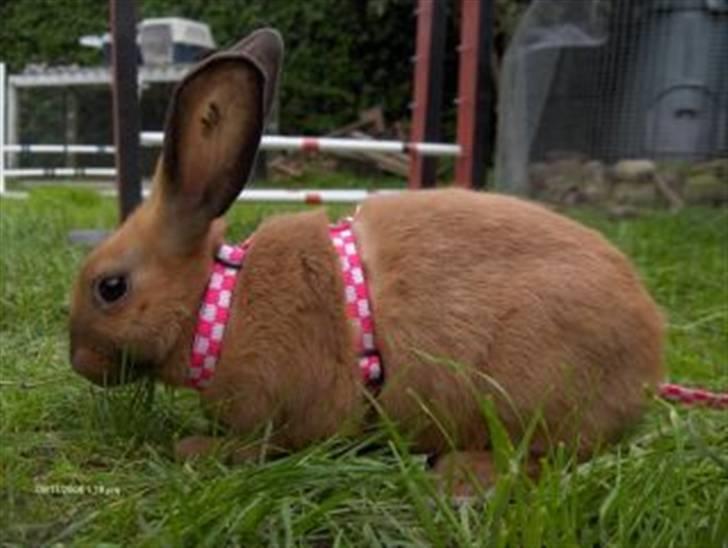 Kanin Beders Esra - 8-10 uger. billede 10