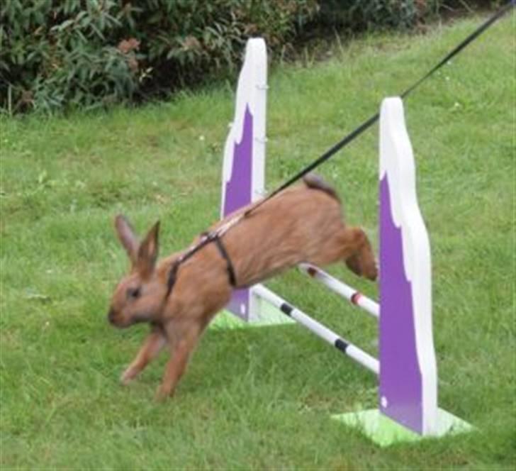 Kanin Beders Esra billede 11