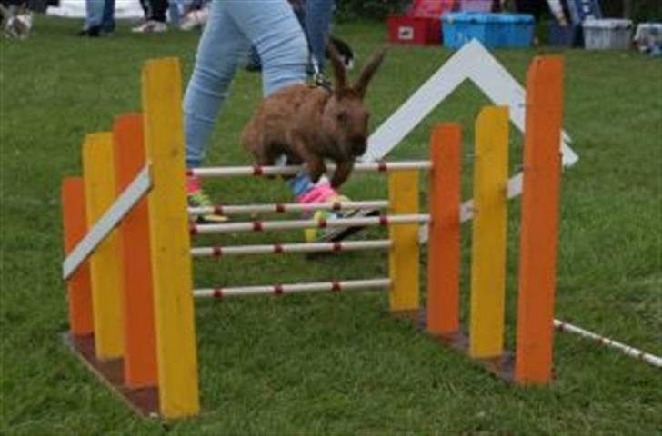 Kanin Beders Esra billede 12