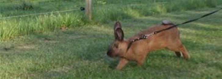 Kanin Beders Esra billede 13