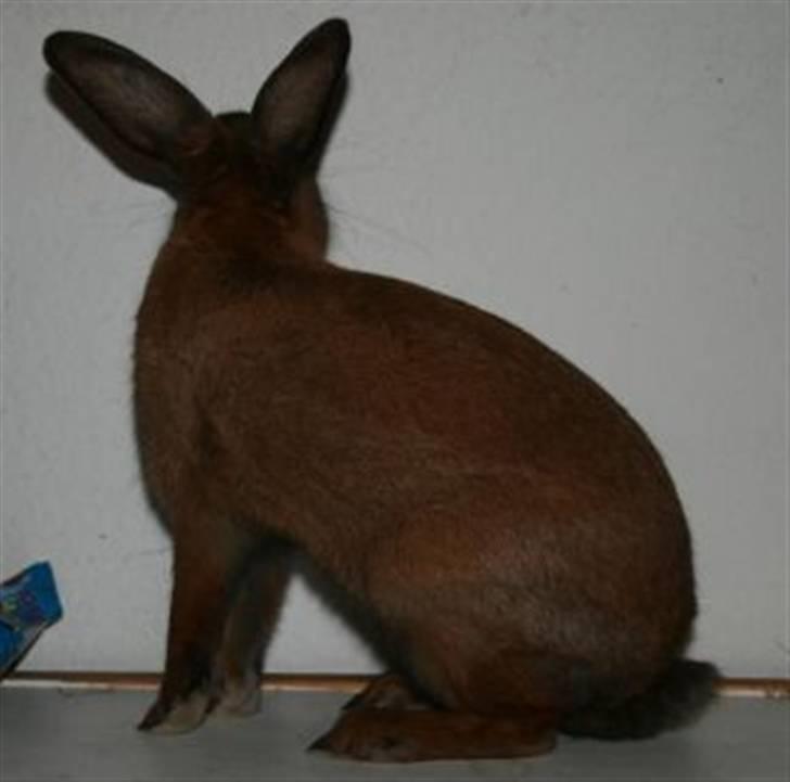 Kanin Beders Esra billede 14