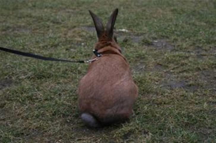 Kanin Beders Esra billede 15