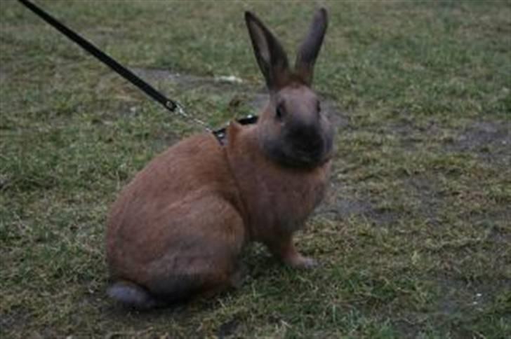 Kanin Beders Esra billede 16