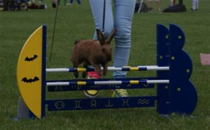 Kanin Beders Esra billede 17