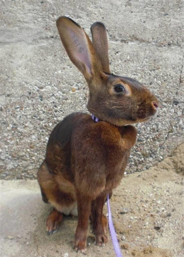 Kanin Sonora billede 8