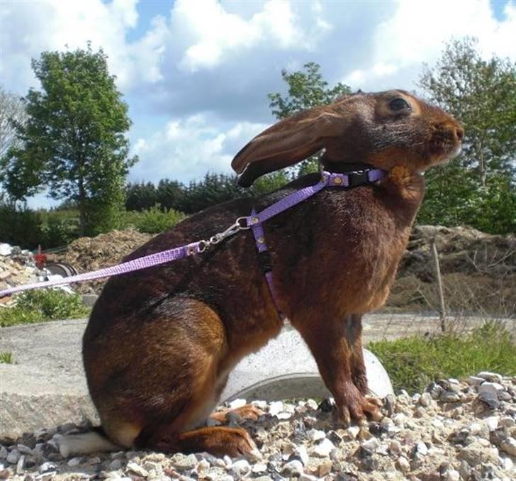 Kanin Sonora billede 9