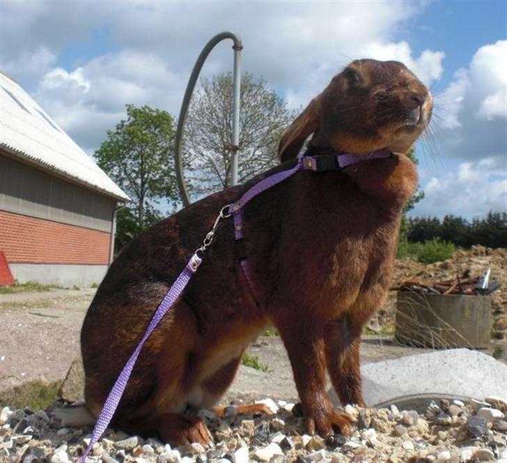 Kanin Sonora billede 10