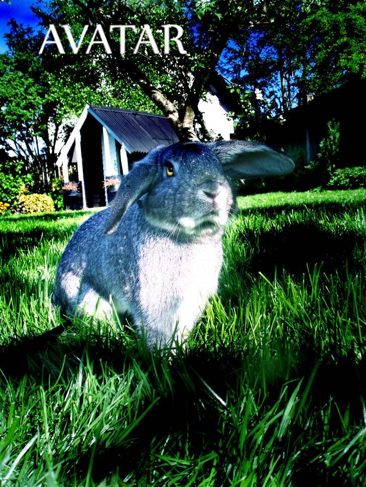 Kanin Nullergøj billede 11