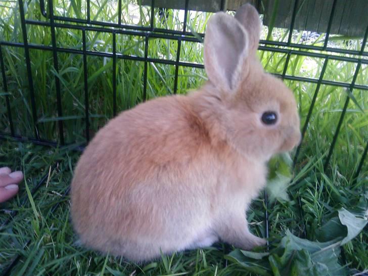 Kanin *Ninus* - Ninus, 8 uger, april 2009 :) billede 1