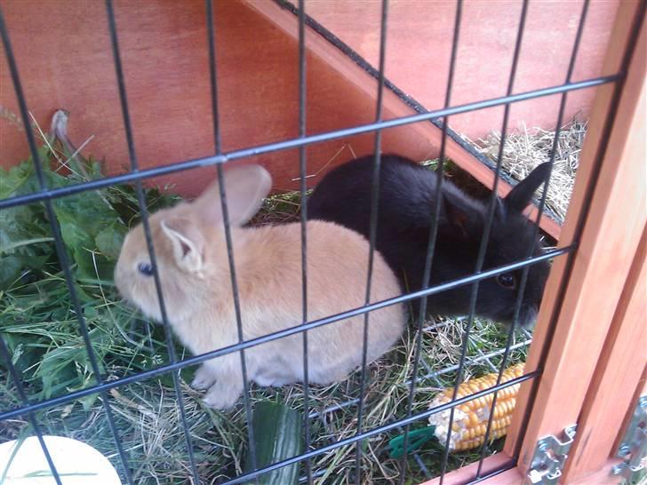 Kanin *Ninus* - Ninus sammen med kuldbror stampe, 8 uger, april 2009 :) billede 2