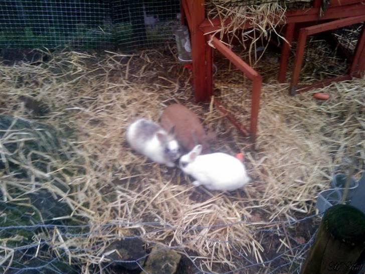 Kanin *Ninus* - Ninus sammen med 2 andre hanner, 1 år gammel :) billede 3