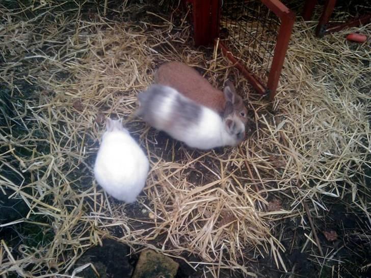 Kanin *Ninus* - Ninus, 1 år gammel :) billede 4