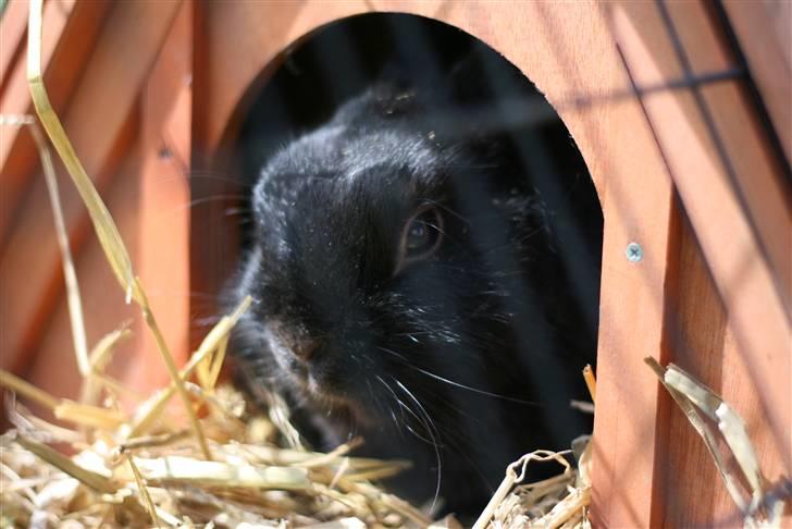 Kanin Zuma billede 8