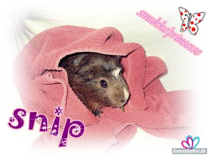 Marsvin snip - lavet af charlotte m (tak) billede 17