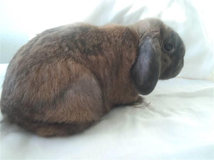 Kanin Victor billede 12