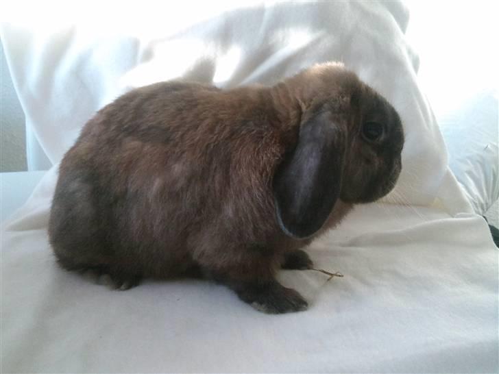 Kanin Victor billede 13