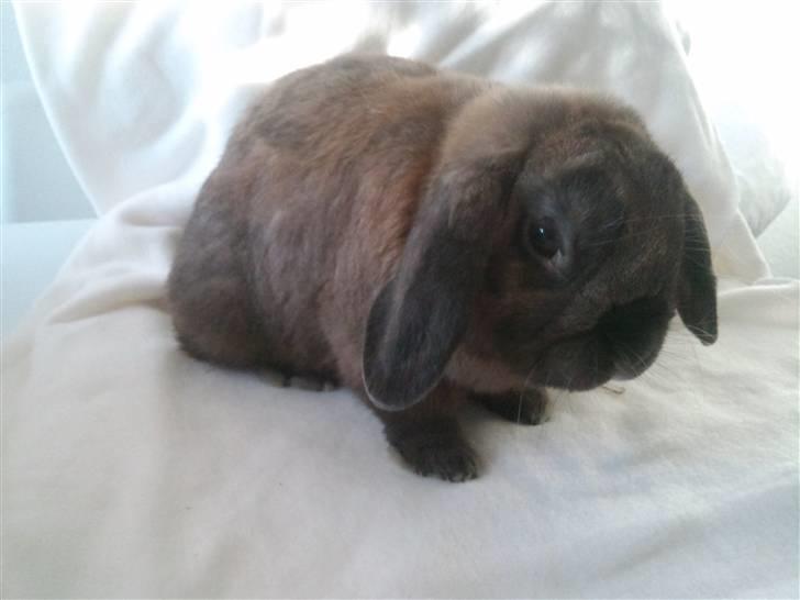 Kanin Victor billede 14