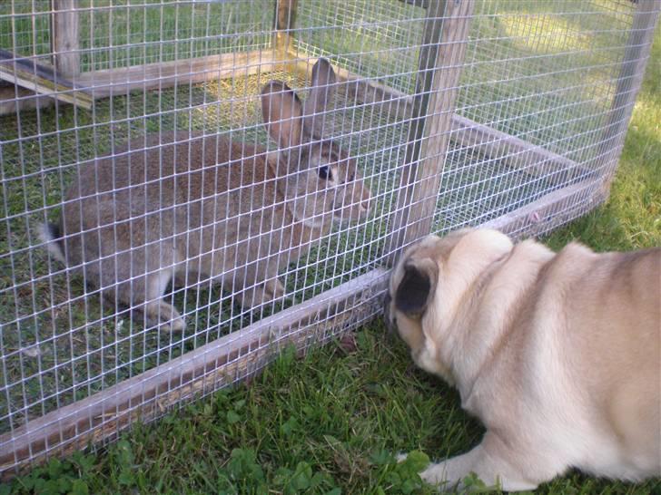 Kanin Mario - Freja ogg Mario!(;<3 billede 1