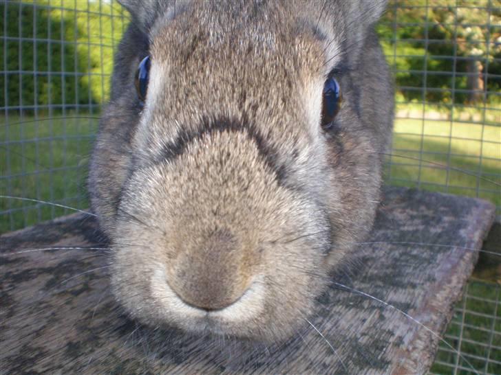 Kanin Mario - Jeg elsker dig trunte!(; billede 2