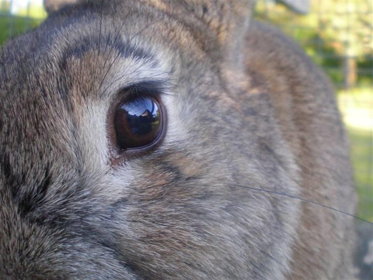 Kanin Mario - Orrrrrv pussar!(; du er virkelig min dreng! billede 3
