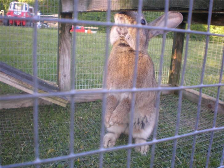 Kanin Mario billede 4