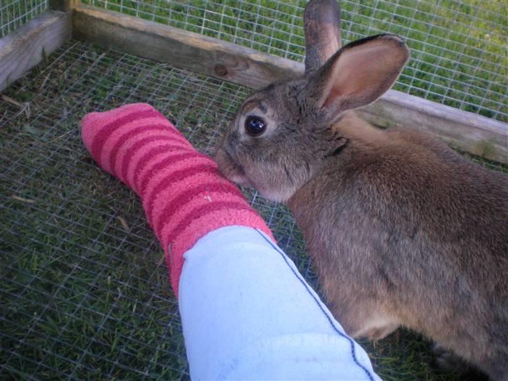 Kanin Mario billede 5