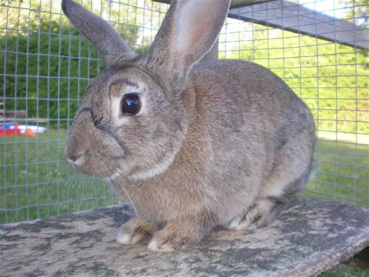 Kanin Mario billede 6