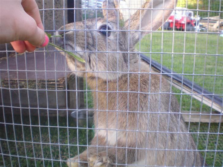 Kanin Mario billede 7