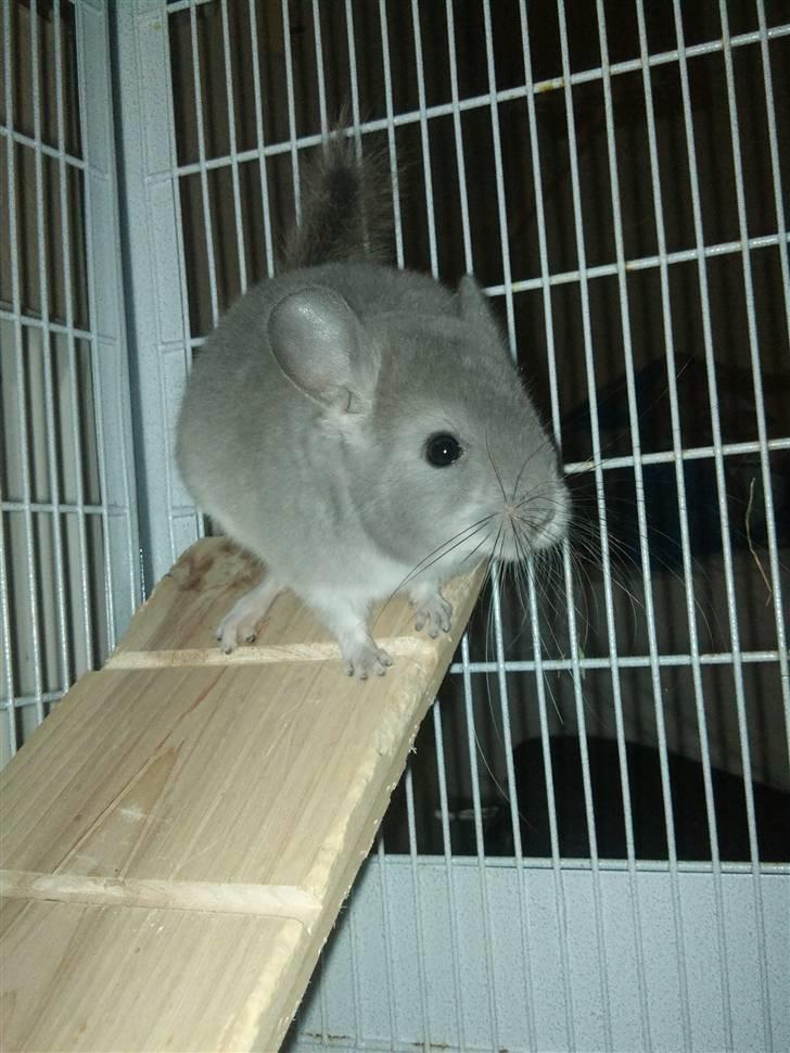 Chinchilla Amaiya <3 solgt billede 9